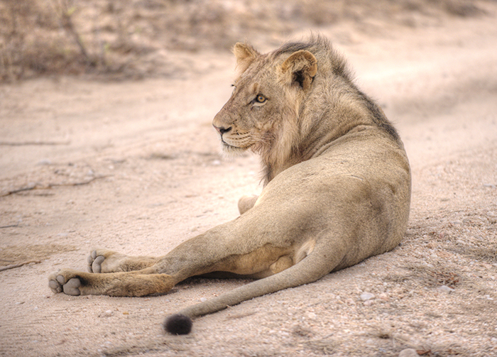 Lion resting